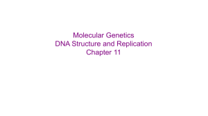 Ch 11-12 Molecular Biology