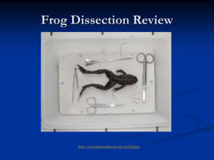 Frog Dissection PPT