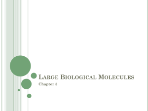 Large Biological Molecules