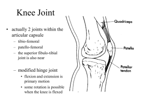 Knee Lecture
