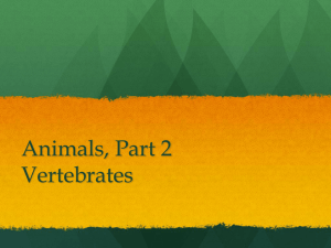 3.5 Animals, Vertebrates