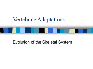 Skeletal Evolution
