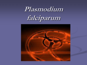 Moriah Murrin- "Plasmodium falciparum