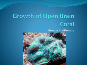 Growth of Open Brain Coral - 2012