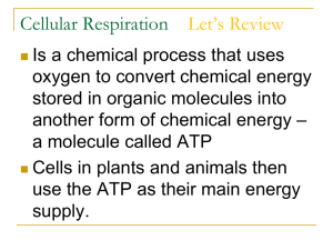 Chapter 7 Cellular Respiration revised
