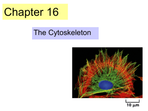 The cytoskeleton - www.bio.utexas.edu