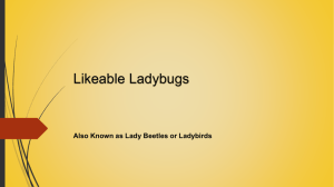 Lab 6-1 Ladybugs