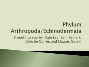 Phylum Arthropoda/Echinodermata