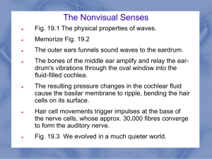 Module 19 The Nonvisual Senses