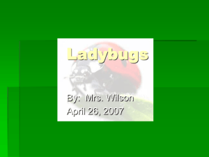 Ladybugs - Etiwanda E