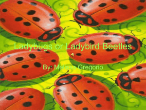 Ladybugs - wikithurston
