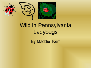 Wild in Pennsylvania Ladybugs