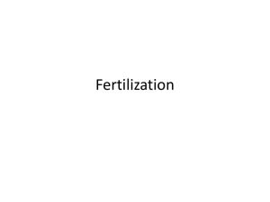 Fertilization - Tele Anatomy