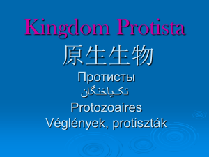 Kingdom Protista “ The Catch