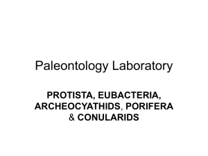 Paleontology Laboratory