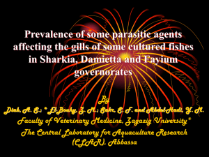 Prevalence of some parasitic agents affecting the gills of some