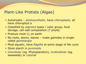 protists_-_autotrophic_algae