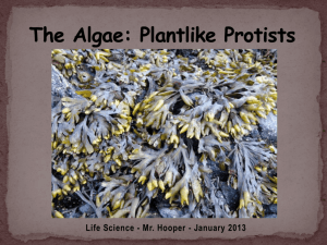 The Algae: Plantlike Protists