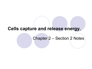 Cells capture and release energy.