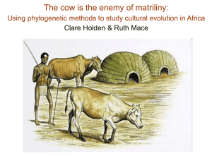 Why does adopting cattle lead to the loss of matriliny?