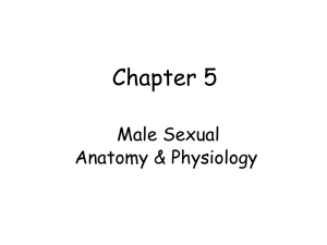 Chapter 5 ss Male Sexual A_and_P