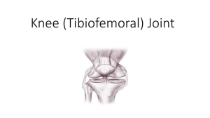 Knee (Tibiofemoral) Joint