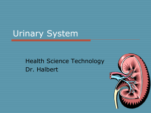 Urinary System - Dr. Halbert's Wiki Site!!!!