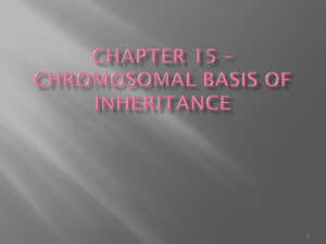 Chapter 15 * chromosomal basis of inheritance