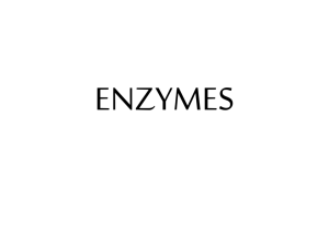 Enzymes notes