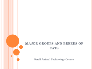 Major groups and breeds of cats