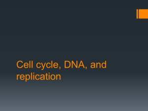 Honors cell cycle and replication PPT
