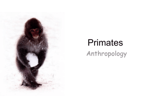 Primates - phsgirard.org
