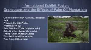 Orangutans and the Effects of Palm Oil Plantations