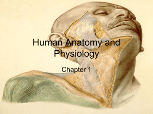 Human Anatomy and Physiologych12014newupdatefixed
