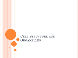 Cell Structures and Organelles