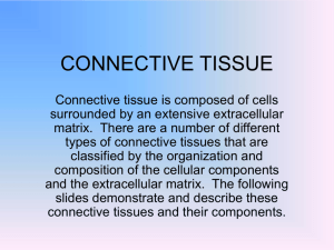 CONNECTIVE TISSUE