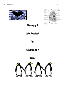 Be able to identify the examples of each of the bird orders.