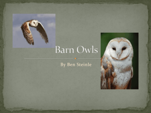 Barn Owls - Local.brookings.k12.sd.us