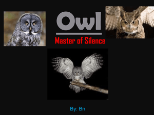 Owl Master of Silence