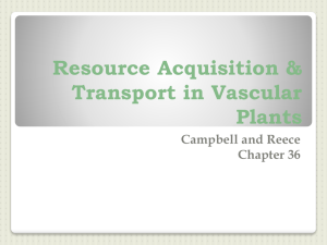 Resource Acquisition & Transport in Vascular Plants