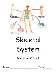 2012 Skeletal system booklet