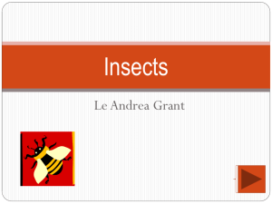 Insects - Courseweb