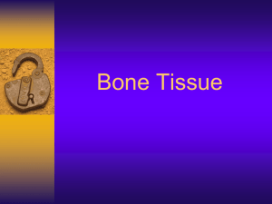 Bone PPT