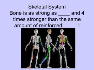 Skeletal System - Hembiologyspring2015