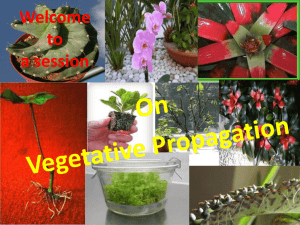 Vegetative Propagation - Sri Aurobindo International School