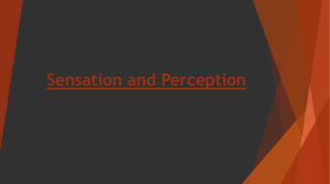 Sensation and Perception Powerpoint