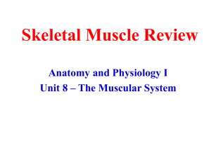 Skeletal Muscle Review - The Naked Science Society