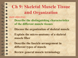 Ch 9: Skeletal Muscle Tissue and Organization