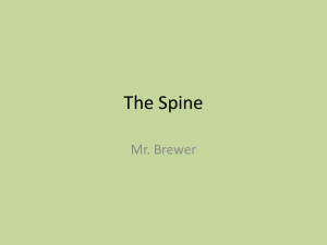 The Spine - Anatomy and Functions