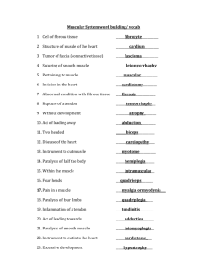 Muscular System 2014 answer sheet